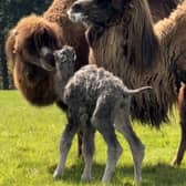 Fluffy rare camel calf wobbles with mum in adorable video