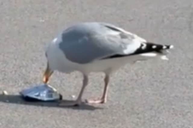 The seagull eating the bag of nuts in Filey, Yorkshire.