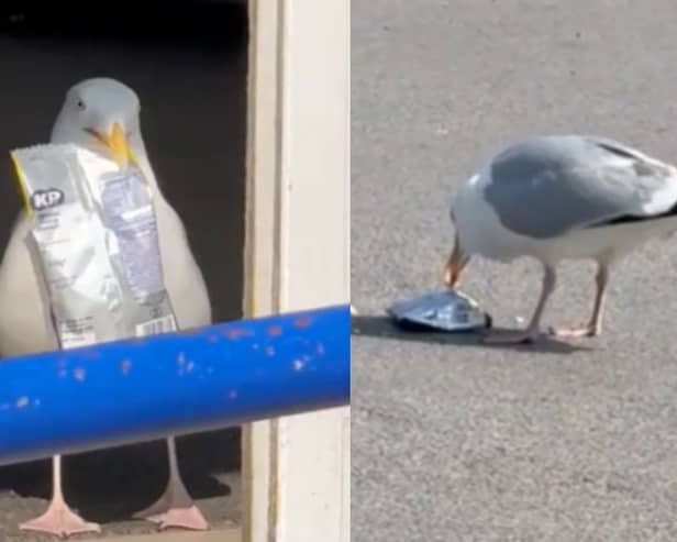 Moment cheeky seagull pulls off peanut heist at Yorkshire store.