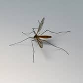 Mosquito bites can become itchy but it's important not to scratch them.