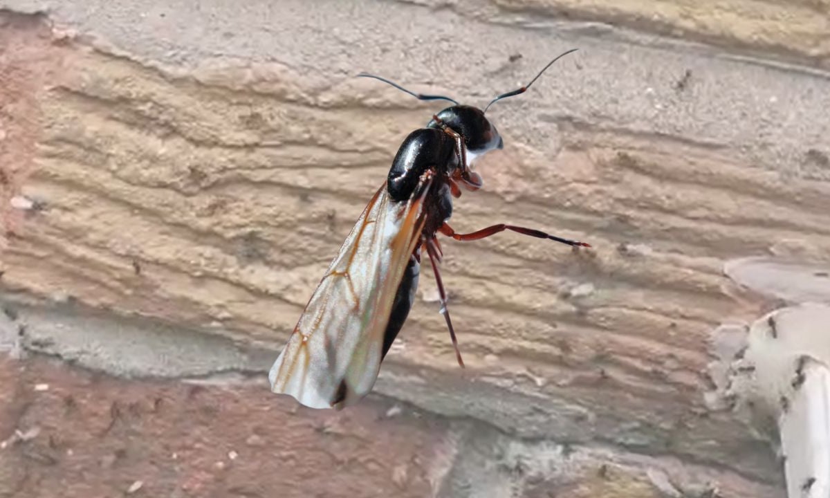 Flying Ant Day UK: Video shows dozens of ants taking flight – Do flying ants bite? Where do ants nest?