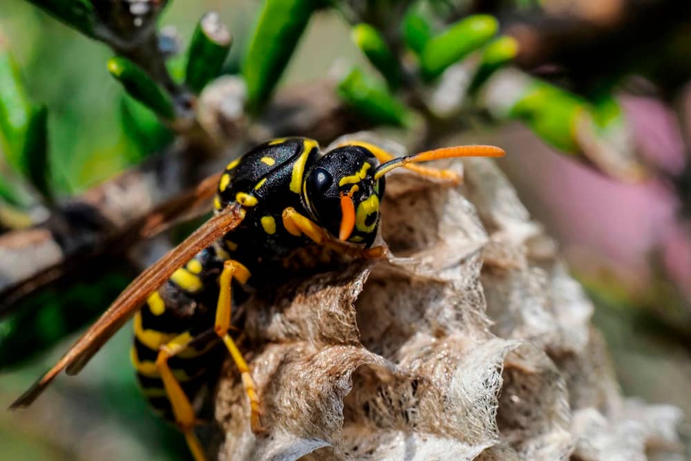 Allergic reactions to wasp stings can be fatal.