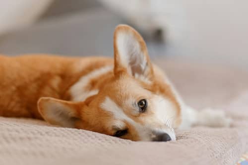 It can be dangerous to give your dog human medications. 