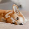 It can be dangerous to give your dog human medications. 