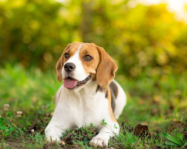 Amazon Prime Day Deals: Keep your dog cool during the heatwave with these gadgets