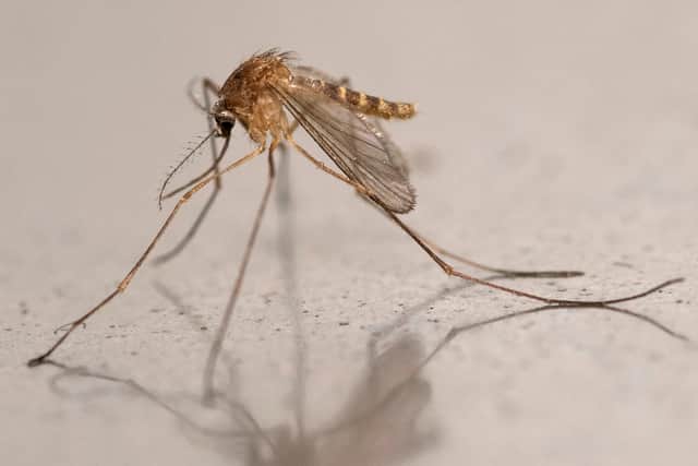 There has been an increase in the number of travel-related cases of the chikungunya virus.