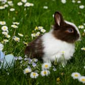 If you suspect your rabbit has this virus, isolate them immediately and contact your vet.