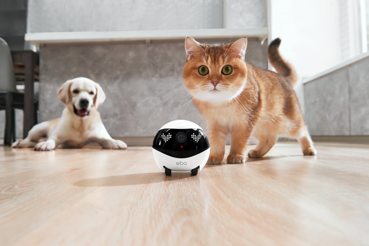 Enabot Ebo Air 2 and Air 2 Plus review: cute robot companions for pets and families