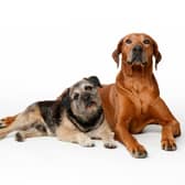 Pet custody is becoming an increasingly common issue in modern relationships.