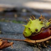 Conkers can cause your dog to become unwell within hours. 