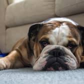 Dogs can struggle with separation anxiety after the school holidays end.