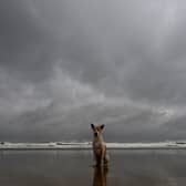 Dog owners are being asked to weigh up the risks of walking their dog during Storm Amy. 