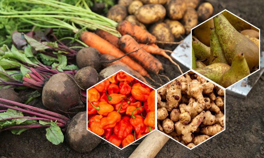 The hearty, flavourful fruits and vegetables in season this October - and how eating them helps the planet