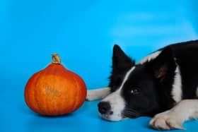 Our dogs can also enjoy pumpkin this autumn - this is how to introduce it into their diet safely.