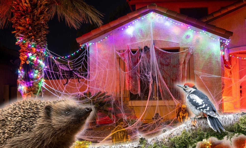 Halloween: The one decoration experts say to keep out of your garden - which can trap and harm wildlife