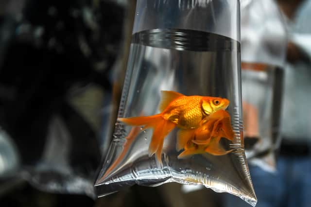 You often used to be able to win a pet goldfish at the funfair
