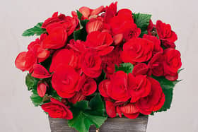 Bunches offers bespoke Christmas plants on a next-day delivery - for bargain prices