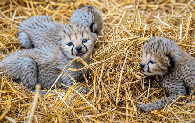 Adorable new cheetah cubs are among the star attractions at Yorkshire Wildlife Park this half term May 2026