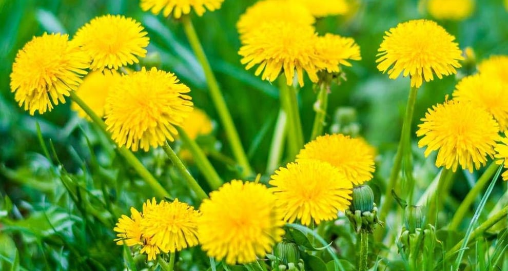 This flowering plant has traditionally been used as a liver tonic, useful for detoxification and improving liver function