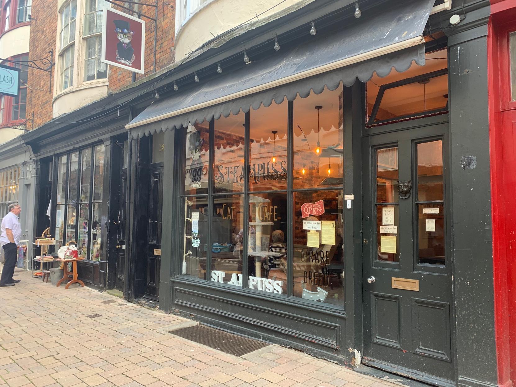 Purrfect Cafe And Gallery Is Best Cat Cafe In Buffalo