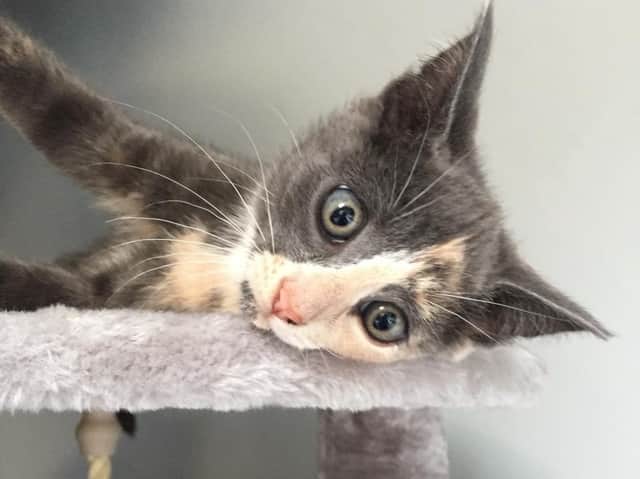 A cat has died after being shot with a pellet gun.