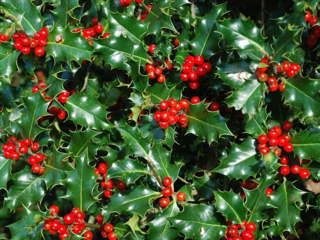 Holly was a symbol of eternal life and fertility and they believed that hanging the plant in homes would bring good luck and protection. Christians continued the holly tradition from Druid, Celtic and Roman traditions, changing its symbolism to reflect Christian beliefs
