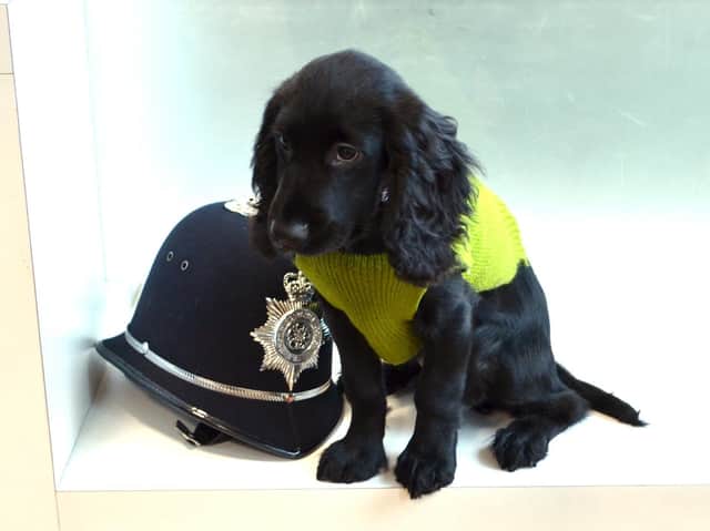 Harry the police puppy. Picture from North Yorkshire Police