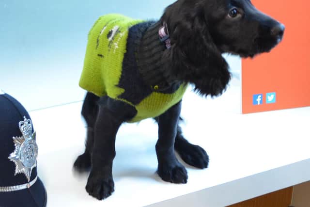 Harry the police puppy. Picture from North Yorkshire Police.