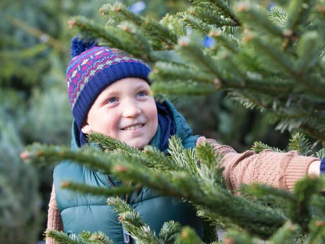 Boy choosing tree - copyright: Forestry England.