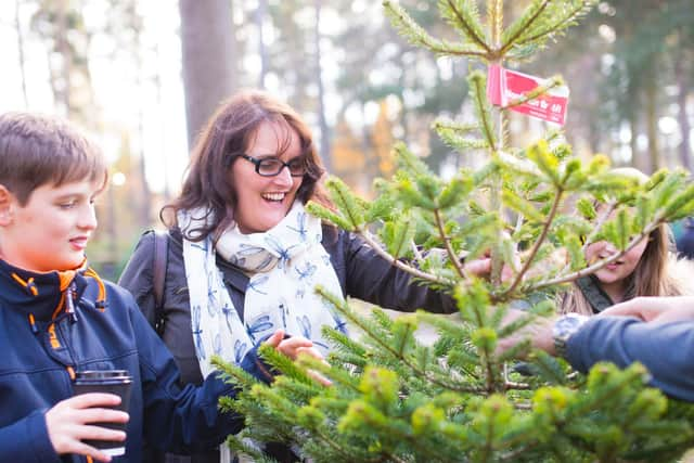 Picking a tree - copyright: Forestry England