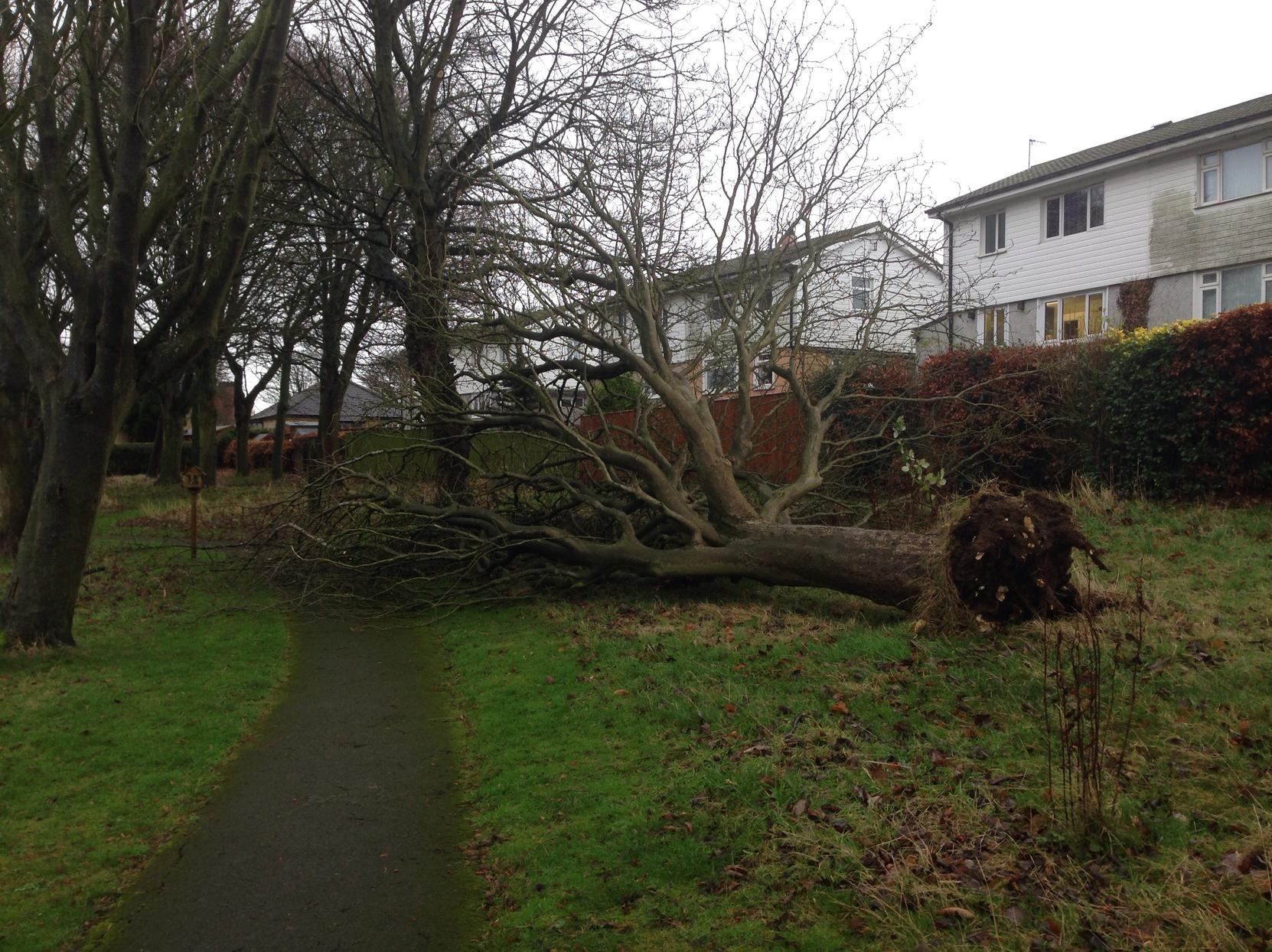 Photos show large tree blown over by strong winds in Scarborough The Scarborough News
