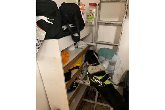 The dogs at work. Picture from North Yorkshire County Council