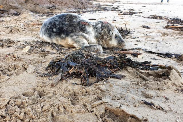 The seal pup was found at Hunmanby Gap.
