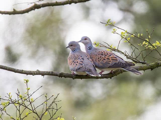 Turtle Doves near Sutton Bank