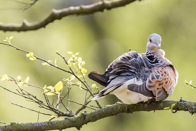 The turtle dove is one of the fastest declining species in the UK.