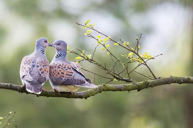 North York Moors National Park are raising funds to help the bird