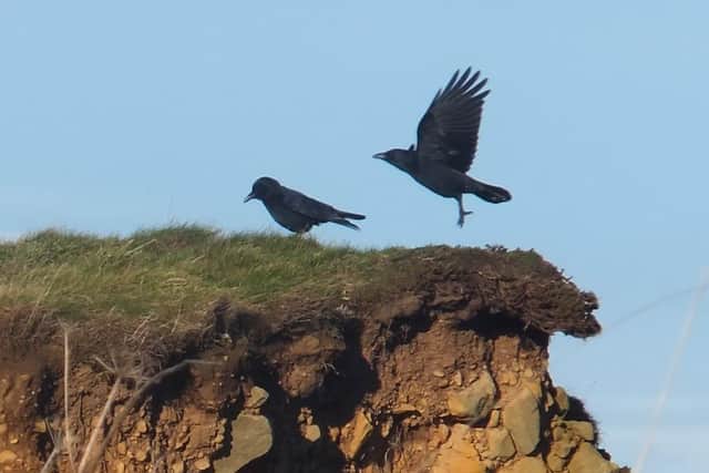 Clifftop crows in Staithes.