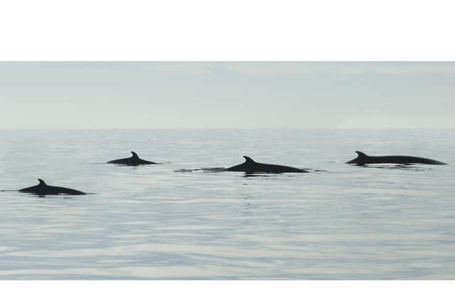 Four minke whales off the Yorkshire Coast. Picture: Richard Baines/ Yorkshire Coast Nature