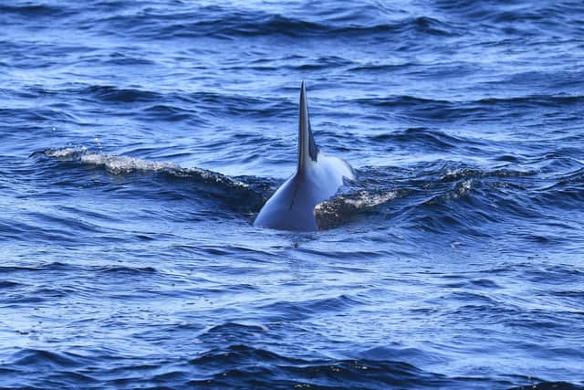A minke whale spotted off Yorkshire in 2015. Picture: Tom Marshall