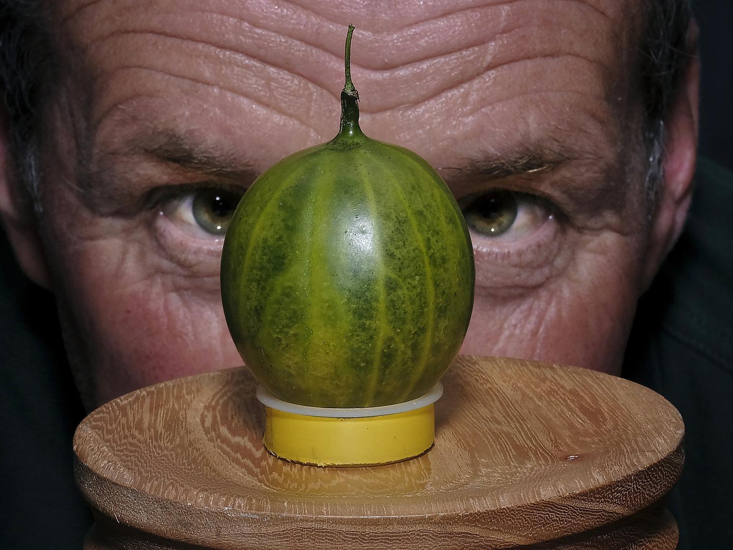 The Egton Gooseberry contest and show, with new world record holder Graeme Watson. Photo: Richard Ponter