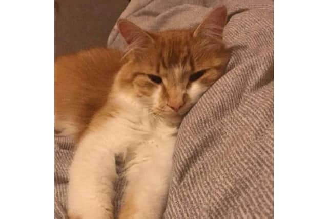 Enjoying a snooze. Picture from Nicola Watters.