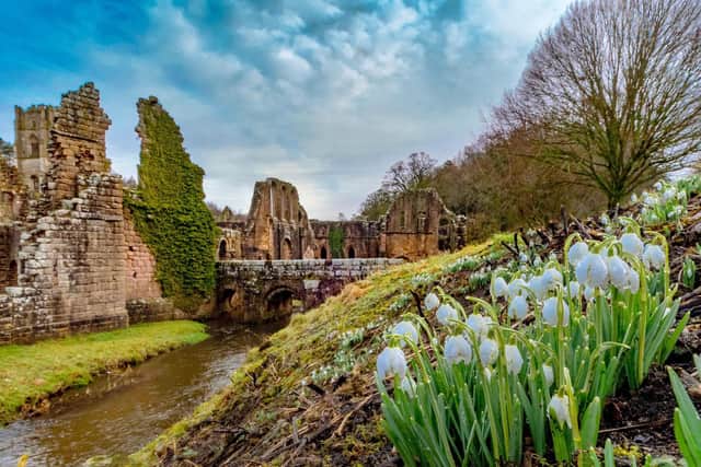 Snowdrops at Fountains Abbey