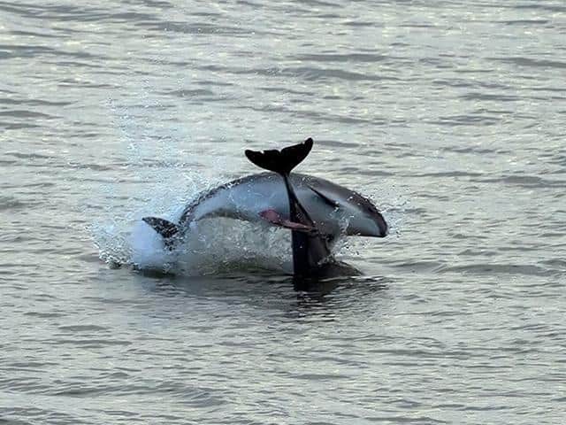 Porpoises were spotted mating off Scarborough's Marine Drive. Picture by Joe Bamfield.