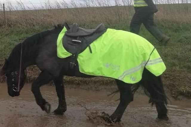 The stolen saddles.