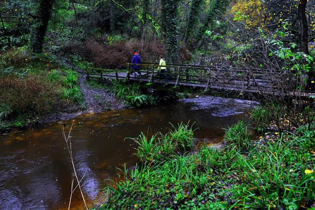Forge Valley Woods. Picture: JPI Media/ Gary Longbottom