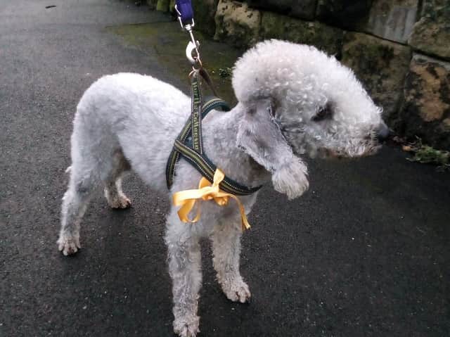 A dog wearing yellow needs to be given space
