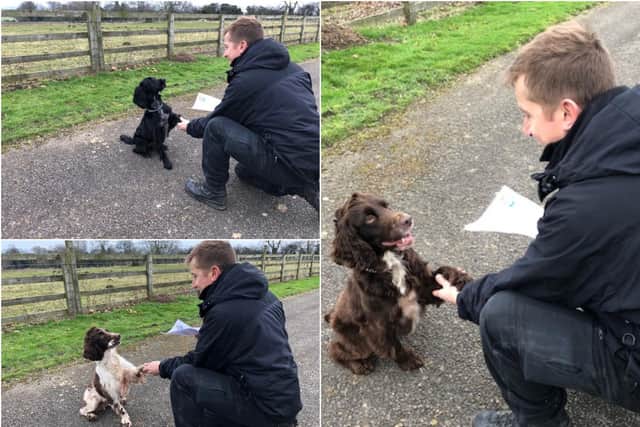 Clockwise from top left: PD Skye, PD Barney and PD Mason. Pictures from North Yorkshire Police