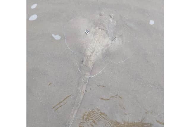 A cuckoo skate found on Scarborough's North Bay. Picture by Jayne King