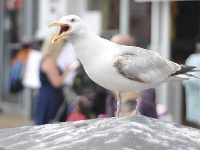 People who feed gull should be fined, says reader.