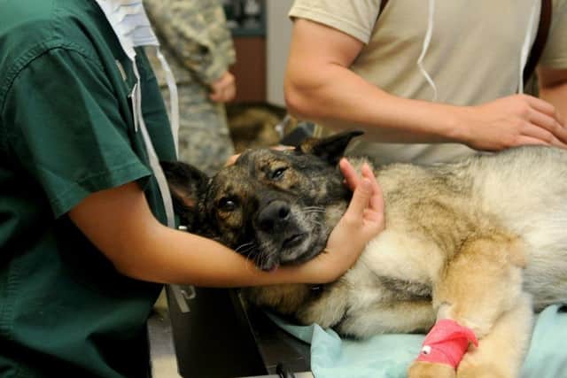 Stock photo of a dog at the vets.
